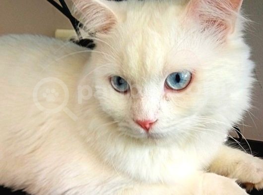 British Shorthair Beyaz Erkek Çiftleştirme görsel
