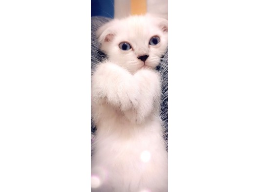 Mavi̇ş Dünya Tatlisi görsel