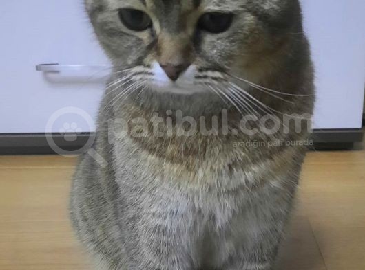 Sevi̇mli̇ Uysal Kisirlaştirilmiş Di̇şi̇