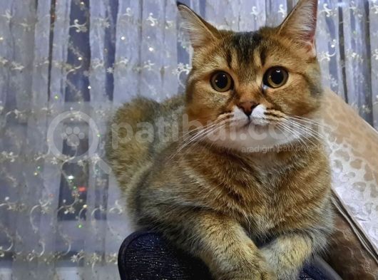 Sevi̇mli̇ Uysal Kisirlaştirilmiş Di̇şi̇ görsel