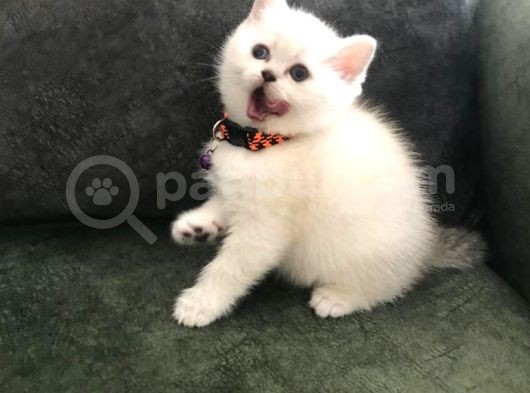 Safkan British Shorthair Bebekler görsel