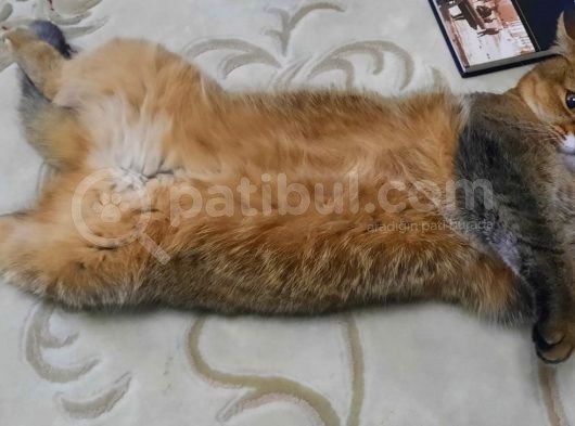 Sevi̇mli̇ Uysal Kisirlaştirilmiş Di̇şi̇ görsel