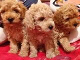 Safkan Toypoodle