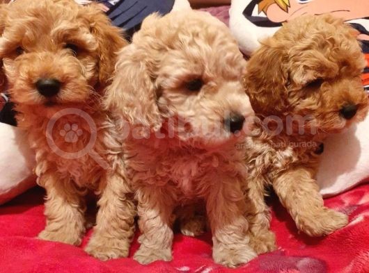 Safkan Toypoodle görsel