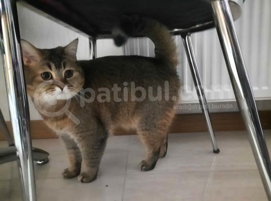 Sevi̇mli̇ Uysal Kisirlaştirilmiş Di̇şi̇ görsel
