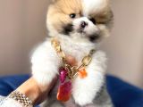 Safkan Pomeranian Boo Yavrularımız