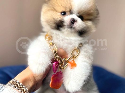 Safkan Pomeranian Boo Yavrularımız görsel