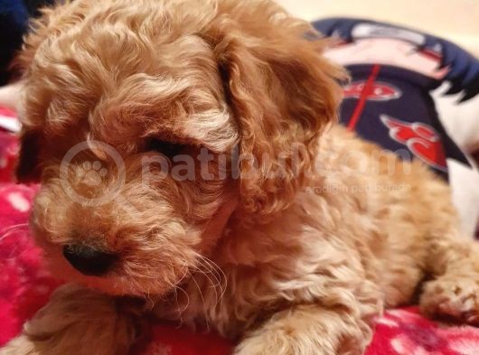 Safkan Toypoodle görsel