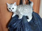 Safkan British Shorthair Bebekler