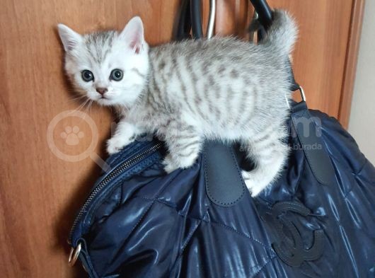 Safkan British Shorthair Bebekler görsel