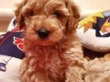 Safkan Toypoodle