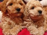 Safkan Toypoodle