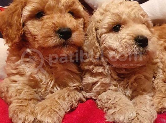 Safkan Toypoodle görsel