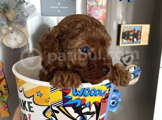 Red Tea Cup Poodle görsel