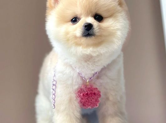 Safkan Pomeranian Boo Yavrularımız