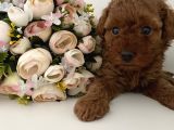 Red Tea Cup Poodle