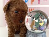 Red Tea Cup Poodle