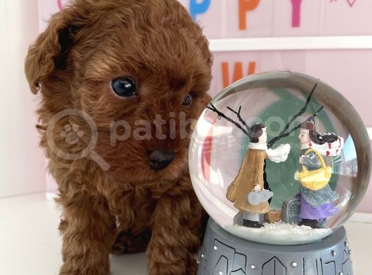 Red Tea Cup Poodle