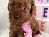 Red Tea Cup Poodle