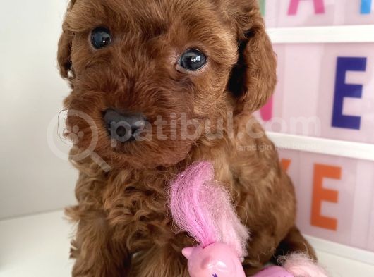 Red Tea Cup Poodle görsel