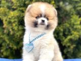 Safkan Pomeranian Boo Yavrularımız