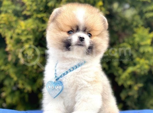 Safkan Pomeranian Boo Yavrularımız görsel