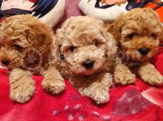Safkan Toypoodle