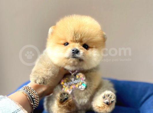 Safkan Pomeranian Boo Yavrularımız görsel