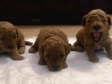 Orjinal Toy Poodle Anne Altından