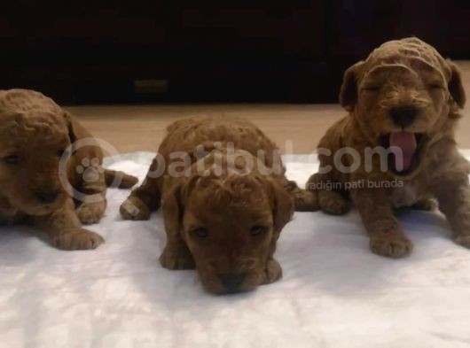 Orjinal Toy Poodle Anne Altından görsel