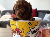 Red Tea Cup Poodle