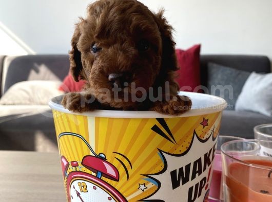Red Tea Cup Poodle görsel