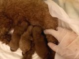 Orjinal Toy Poodle Anne Altından
