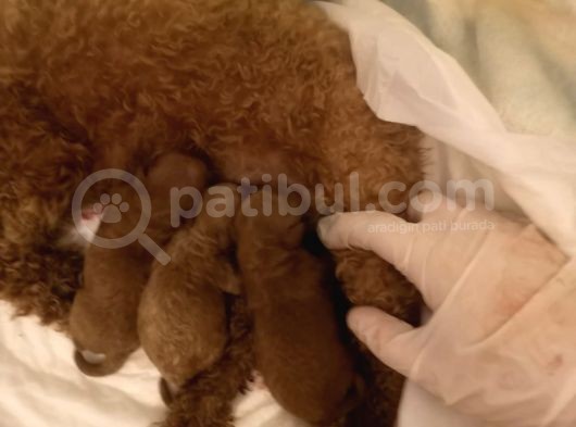 Orjinal Toy Poodle Anne Altından