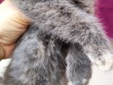 7 Cücelerim Prens Ve Prenseslerini Ariyorlar