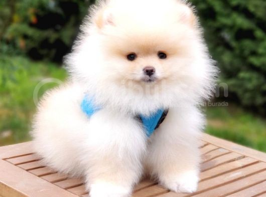 Satılık Pomeranian Boo Teddy Bear Yavrular   görsel