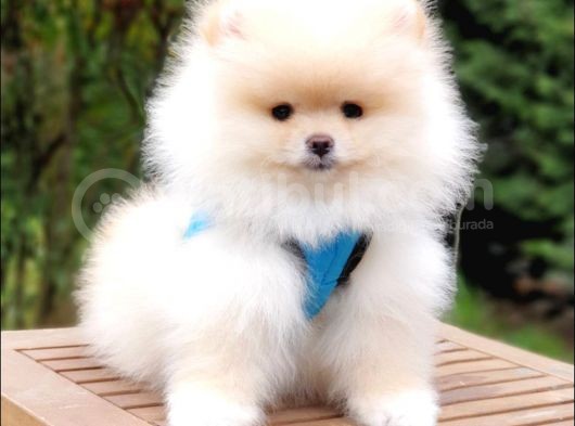 Satılık Pomeranian Boo Teddy Bear Yavrular  