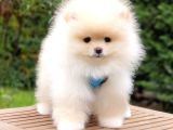Satılık Pomeranian Boo Teddy Bear Yavrular  