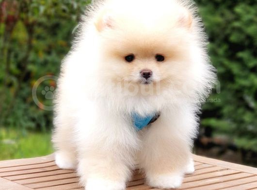 Satılık Pomeranian Boo Teddy Bear Yavrular   görsel