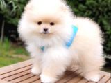Satılık Pomeranian Boo Teddy Bear Yavrular  