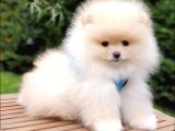 Satılık Pomeranian Boo Teddy Bear Yavrular  