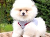 Satılık Pomeranian Boo Teddy Bear Yavrular  