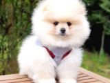 Satılık Pomeranian Boo Teddy Bear Yavrular  