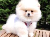 Satılık Pomeranian Boo Teddy Bear Yavrular  
