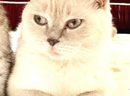 British&Chinchilla Güzeli Yavrular görsel