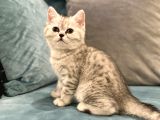 British&Chinchilla Güzeli Yavrular