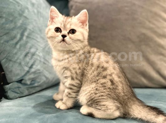 British&Chinchilla Güzeli Yavrular görsel