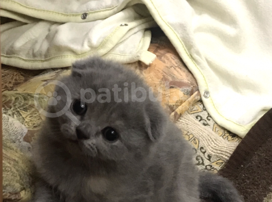 Scotti̇sh Fold Di̇şi / Ori̇ji̇nal Irk görsel