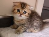 Golden Scottish Fold Erkek Kedilerimiz