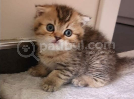 Golden Scottish Fold Erkek Kedilerimiz görsel